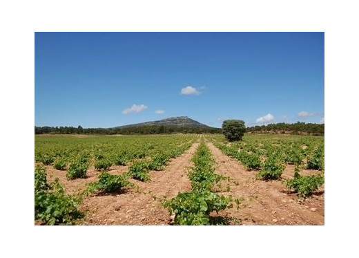 Santa Cruz de Alpera, producteur de vins d'Almansa